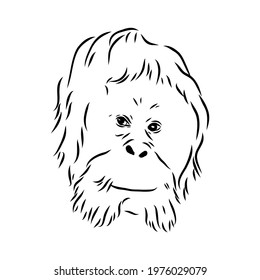 Vector illustration. Hand drawn realistic sketch of an ape, orangutan