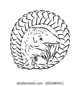 Vector illustration. Hand drawn realistic sketch of pangolin, isolated on white background