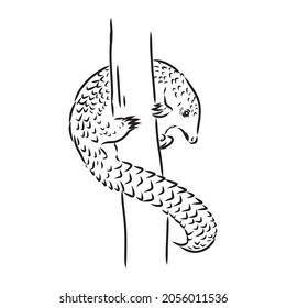 Vector illustration. Hand drawn realistic sketch of pangolin, isolated on white background