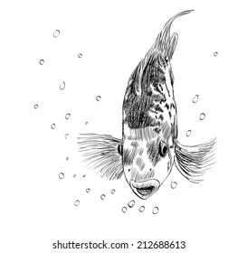 Vector illustration with hand drawn realistic  fish.