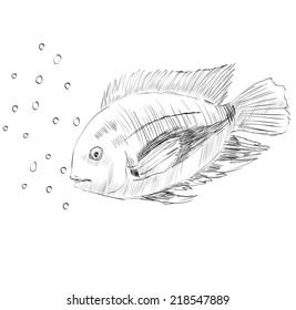 Vector illustration with hand drawn realistic  fish.