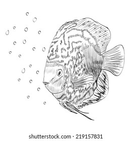 Vector illustration with hand drawn realistic  fish.