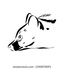 Vector illustration. Hand drawn realistic sketch of asian palm civet or toddy cat.