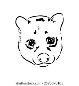 Vector illustration. Hand drawn realistic sketch of asian palm civet or toddy cat.