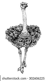 Vector illustration. Hand drawn realistic sketch of ostrich