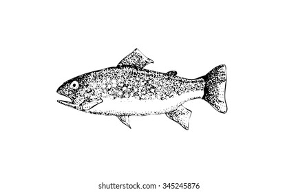 Vector illustration with hand drawn realistic  fish isolated