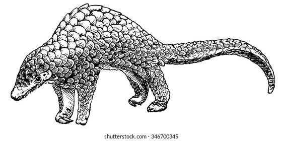 Vector illustration. Hand drawn realistic sketch of pangolin, isolated on white background