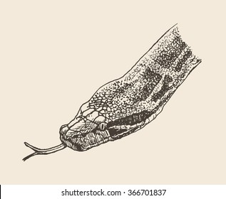 Vector illustration. Hand drawn realistic sketch of python snake, isolated on white background