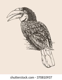 Vector illustration. Hand drawn realistic sketch of a Wreathed Hornbill, perched on a branch