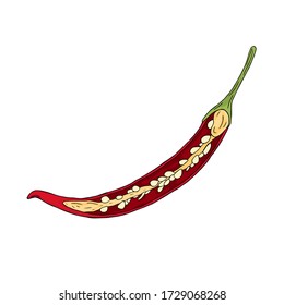 Vector illustration of hand drawn red thai chili pepper with seeds isolated on white background