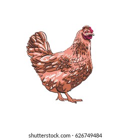Vector illustration of hand drawn red chicken. Engraving elements isolated on white background. Farm animals collection