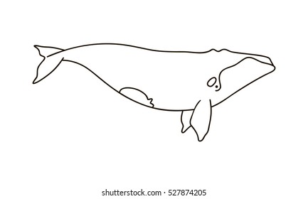 Vector illustration of a hand drawn right facing whale.