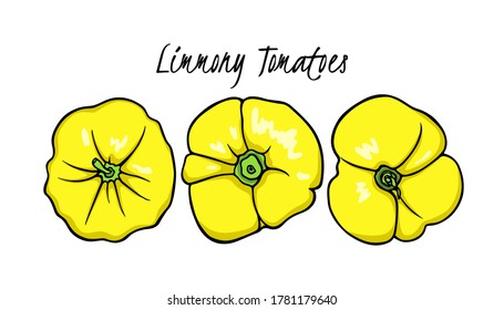 Vector illustration of hand drawn ripe Limmony tomatoes. Beautiful food design elements, perfect for food related industry