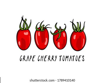 Vector illustration of hand drawn ripe Grape Cherry tomatoes. Beautiful food design elements, perfect for food related industry