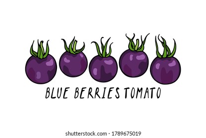 Vector illustration of hand drawn ripe Blue Berries tomatoes. Beautiful food design elements, perfect for food related industry