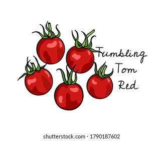 Vector illustration of hand drawn ripe Tumbling Tom red tomatoes. Beautiful food design elements, perfect for food related industry