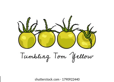 Vector illustration of hand drawn ripe Tumbling Tom Yellow tomatoes. Beautiful food design elements, perfect for food related industry