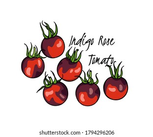 Vector illustration of hand drawn ripe Indigo Rose tomatoes. Beautiful food design elements, perfect for food related industry