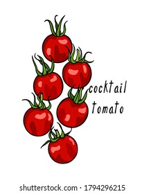 Vector illustration of hand drawn ripe Cocktail tomatoes. Beautiful food design elements, perfect for food related industry