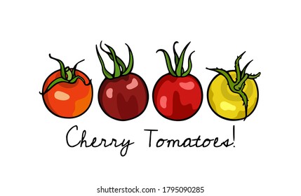 Ilustración vectorial de tomates maduros hechos a mano. Hermosos elementos de diseño de alimentos, perfectos para la industria relacionada con la comida