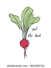 Vector illustration of hand drawn ripe beet. Beautiful food design elements, ink drawing