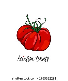Vector illustration of hand drawn ripe red heirloom tomato on a green branch. Beautiful food design elements, perfect for food related industry