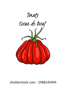 Ilustración vectorial del tomate de la heredera de Oxheart madura dibujado a mano. Hermosos elementos de diseño de alimentos, perfectos para la industria relacionada con la comida