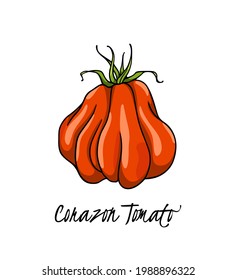 Vektorgrafik von handgezeichnet reifen roten Corazon Tomate. Schöne Design-Elemente für Lebensmittel, perfekt für die Lebensmittelindustrie