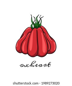 Ilustración vectorial del tomate de la heredera de Oxheart madura dibujado a mano. Hermosos elementos de diseño de alimentos, perfectos para la industria relacionada con la comida