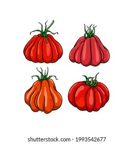 Vector Illustration Of Hand Drawn Ripe Red Oxheart Heirloom Tomatoes. Beautiful Food Design Elements, Perfect For Food Related Industry