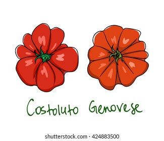 Vector Illustration Of Hand Drawn Ripe Heirloom Tomatoes. Vegetarian, Healthy Food Illustration. Beautiful Design Elements.