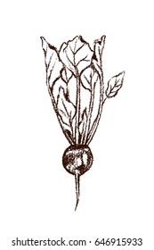 Vector illustration of hand drawn ripe beet. Cool vegetable print, charcoal drawing