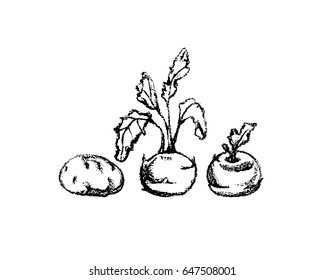 Vector illustration of hand drawn ripe vegetables. Cool vegetable print, charcoal drawing