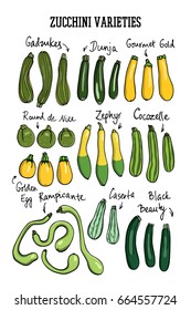 Vector illustration of hand drawn ripe zucchini varieties. Cool vegetable print, beautiful design elements