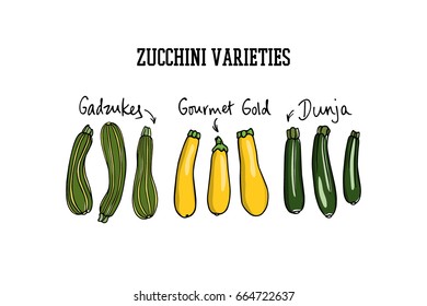 Vector illustration of hand drawn ripe zucchini varieties. Cool vegetable print, beautiful design elements