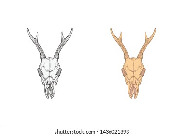 Vector illustration with hand drawn roe deer skull. Two variants: monochrome and colored. In realistic style. Isolated on withe background. For you design, tattoo or magic craft.