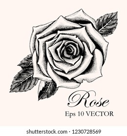 Vector illustration of hand drawn rose with leaves