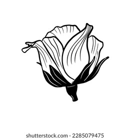 Vector illustration hand drawn rose bud, line art