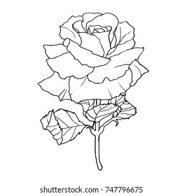 One Single Rose Sketch Style Line Stock Vector (Royalty Free) 1202313433