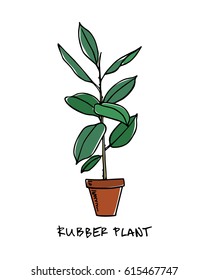 Vector illustration of hand drawn rubber plant in a pot. Beautiful floral design elements.