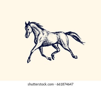 Vector illustration of hand drawn running thoroughbred horse. Beautiful design elements, charcoal drawing