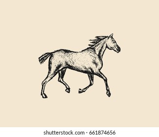 Vector illustration of hand drawn running thoroughbred horse. Beautiful design elements, charcoal drawing