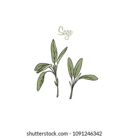 Vector illustration of hand drawn sage twigs. Beautiful food design elements, ink drawing.