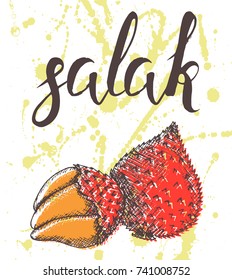 Vector illustration, hand drawn salak with inscription on watercolor sprays