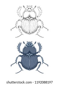 Vector illustration with hand drawn scarab. Two variants of insect: monochrome and colored. In realistic style. Isolated on withe background.