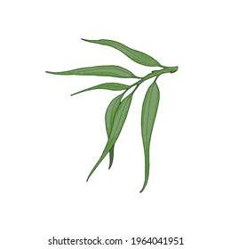 Ilustración vectorial de las hojas de espinas marinas dibujadas a mano aisladas en fondo blanco