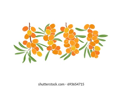 Vector illustration of hand drawn sea buckthorn twigs. Beautiful food design elements, ink drawing