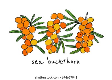 Vector illustration of hand drawn sea buckthorn twigs. Beautiful food design elements, ink drawing