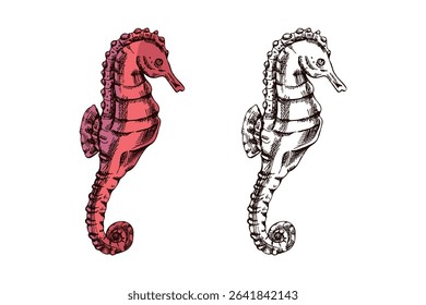Vector illustration of a hand drawn seahorse in vintage engraving style. Includes both colored and monochrome versions. Ideal for ocean-themed projects, marine decor, and education.