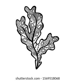 Vector illustration of hand drawn seaweed -  Fucus algae. Coloring page book anti stress for adult. Botanical tattoo